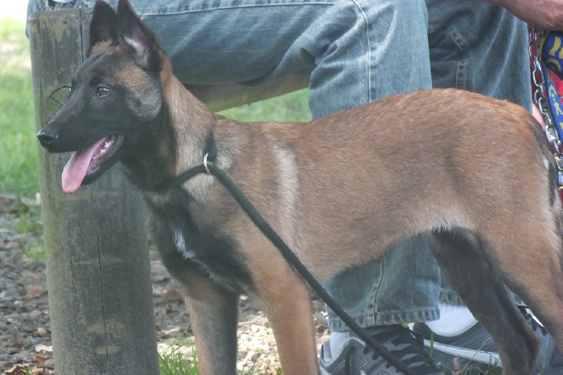 Goyette dite graphite des Loups de Saint-Benoît