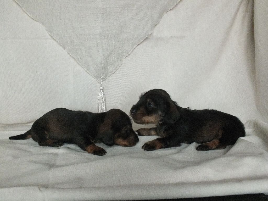 CHIOTS TECKEL KANINCHEN FEMELLE