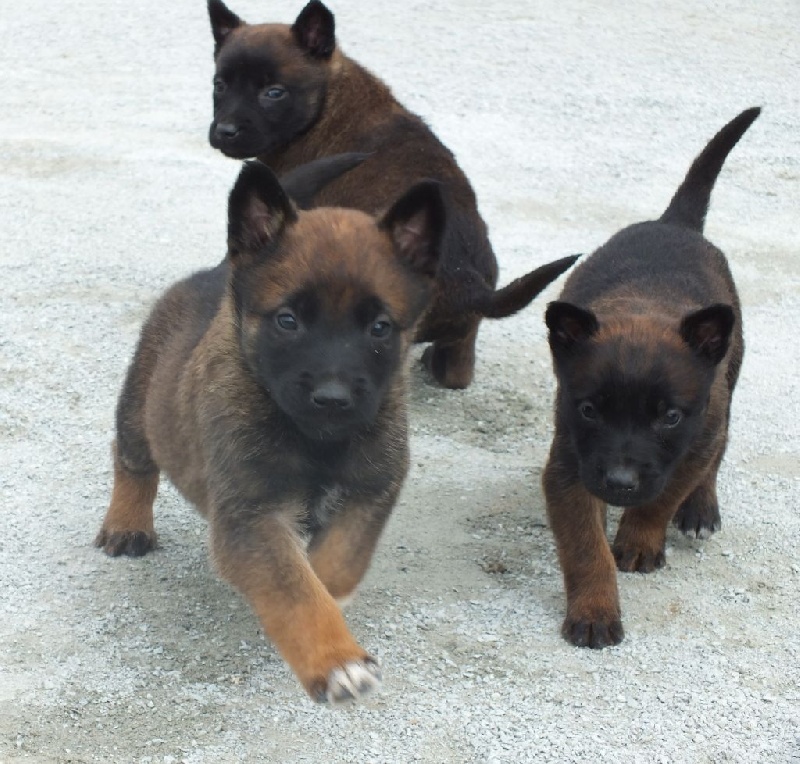 chiots france/espoir