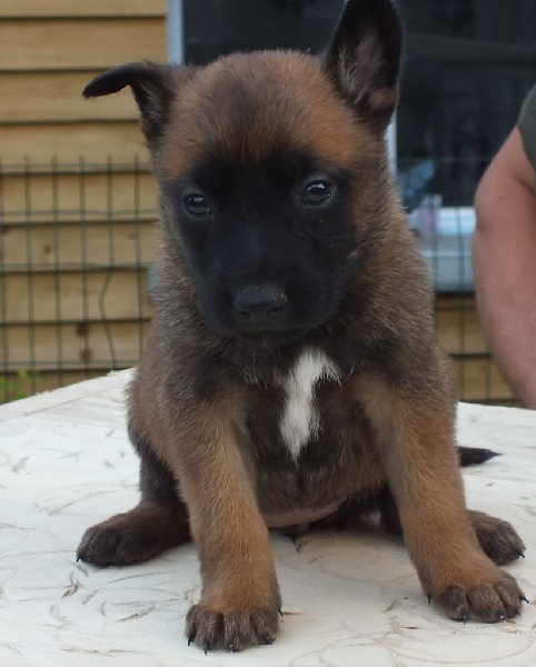 chiots franceXtop gun