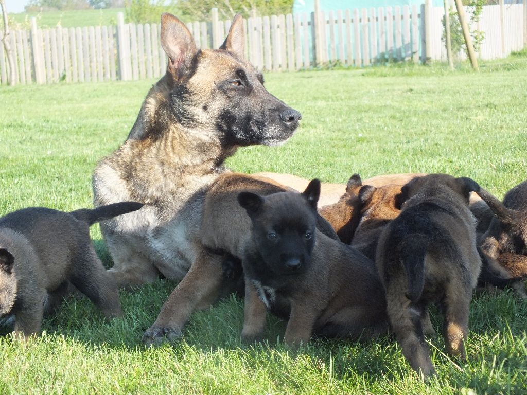 Chiot Berger Belge Msics