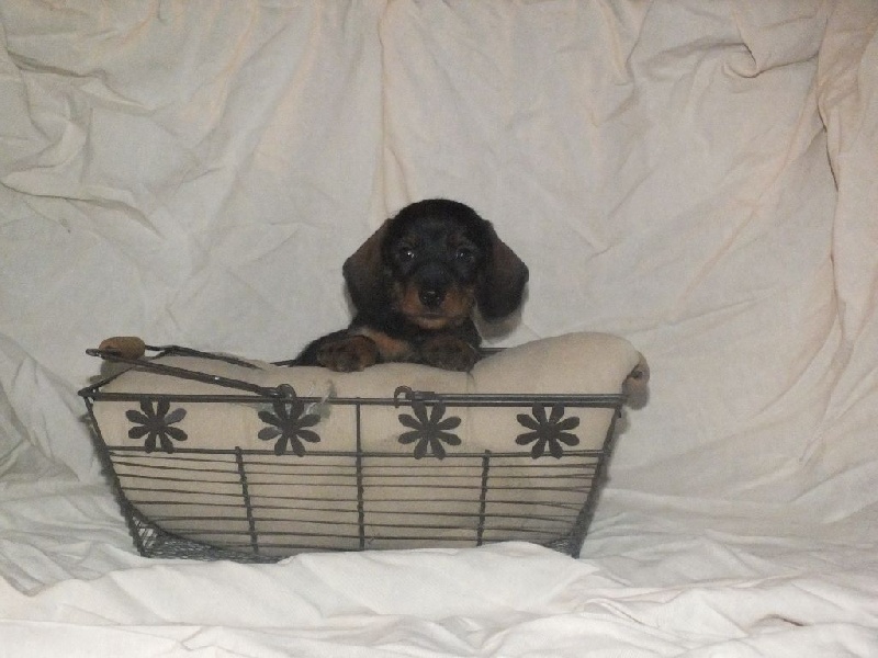 Msics - Teckel poil dur - Portée née le 30/08/2016